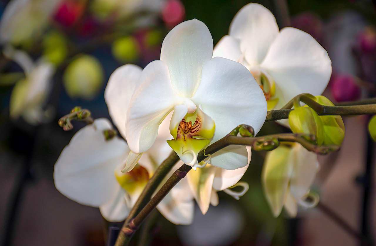a-historia-das-orquideas