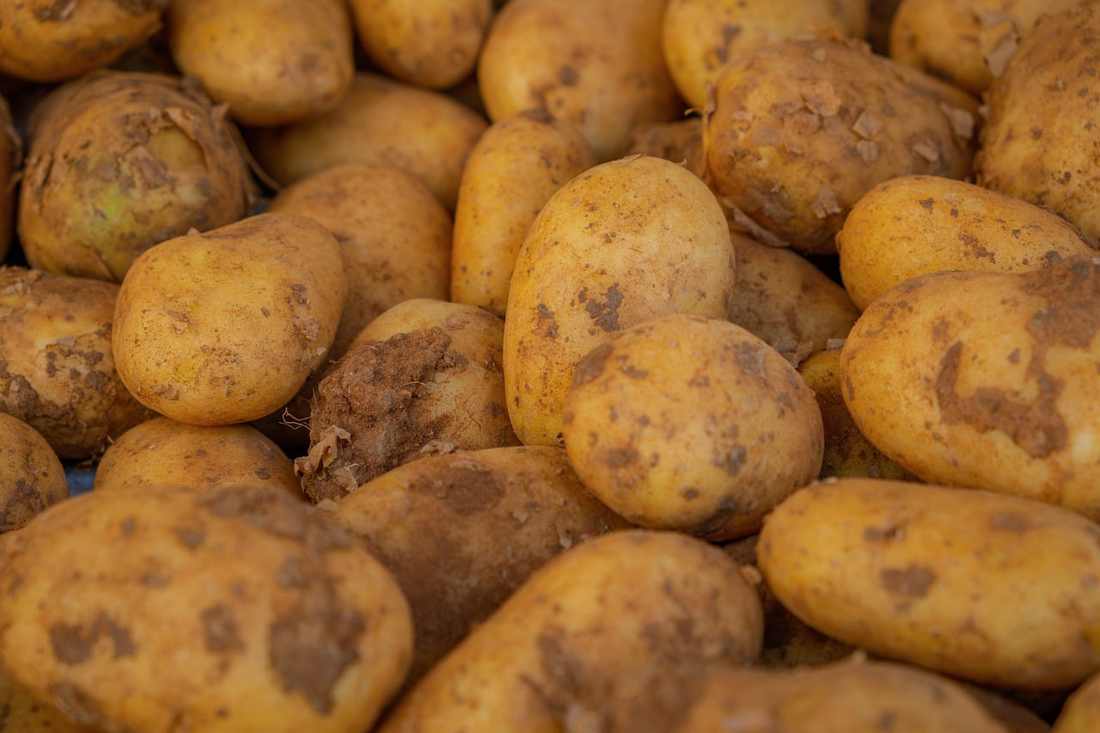 Como Cultivar Morangos Sem Que Eles Estraguem?