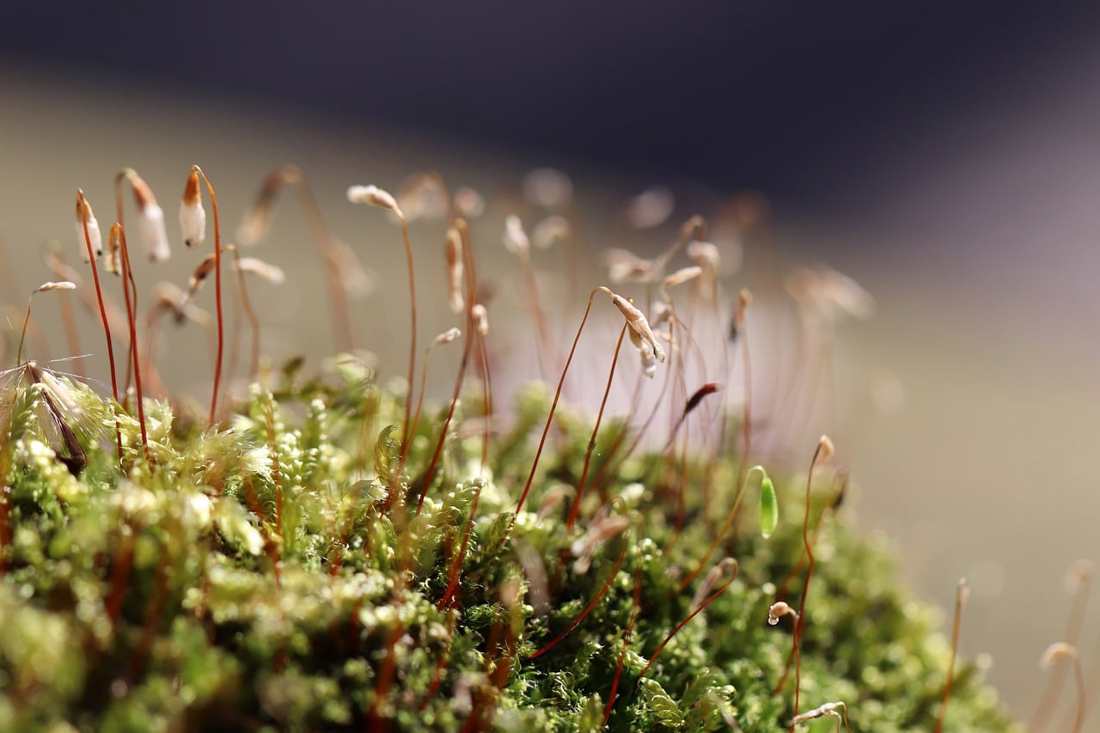 como-plantar-morangos-em-casa