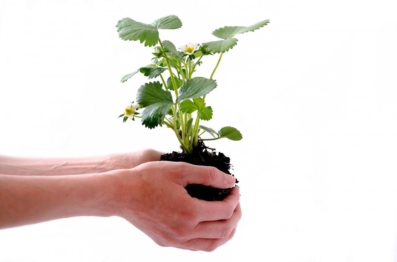 As 05 Plantas Mais Fáceis de Cultivar