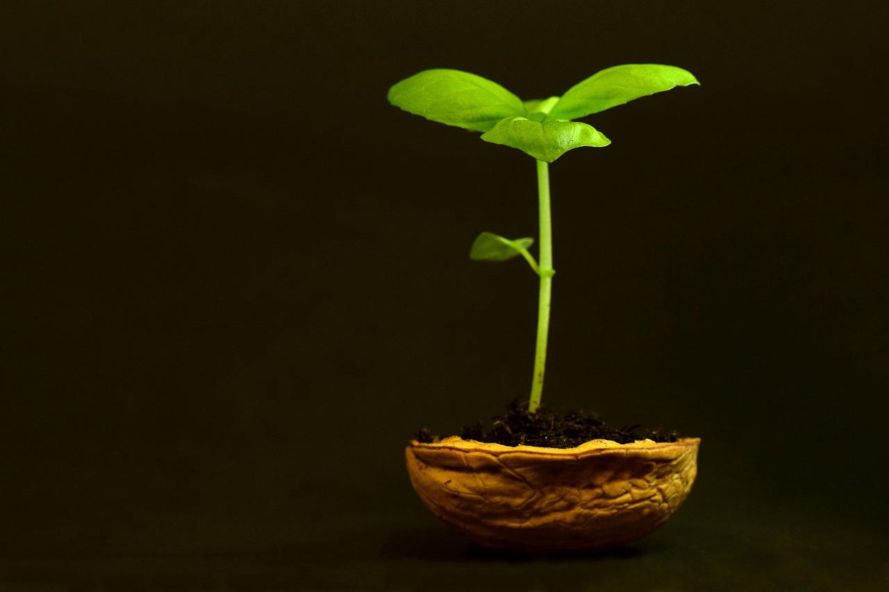 As Plantas Mais Desafiadoras