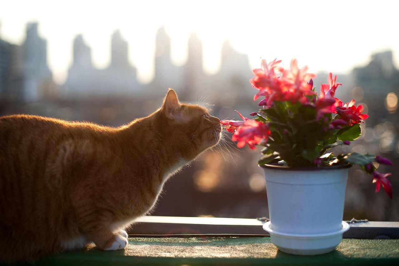 Plantas para Apartamento